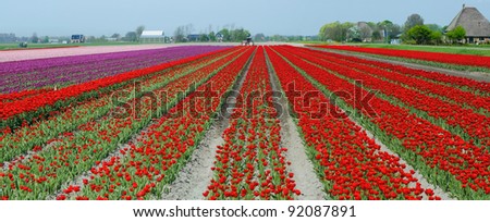A spring field with red tulips somewhere in the Netherlands. Panorama