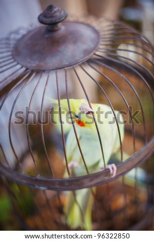 One Parrot
