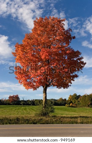 nature autumn tree 01 toronto