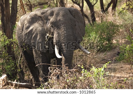 animals 014 elephant Manyara lake