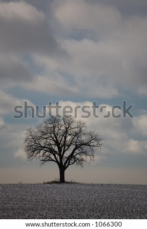 nature winter tree 01.