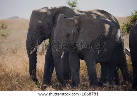animals 054 elephant.