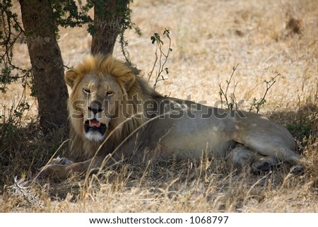 Lion Under Tree