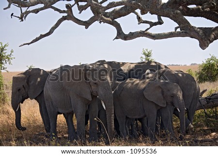 animals 051 elephant under tree