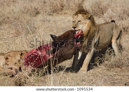 animals 043 lion.