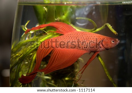 water life fish in aquarium