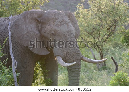 Bull elephant at ease