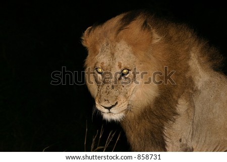 Male lion with fierce yellow eyes