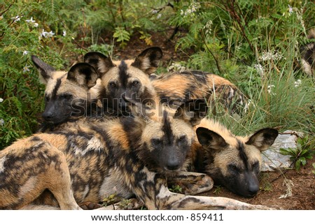 Wild dog family grouped together