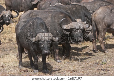 Buffalos grouping together for protection