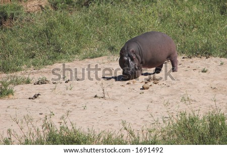 hippo in bed