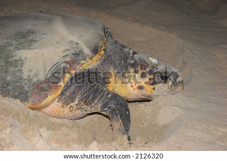 Turtle digging in the sand to lay her eggs