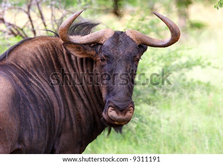 Ugly Wildebeest