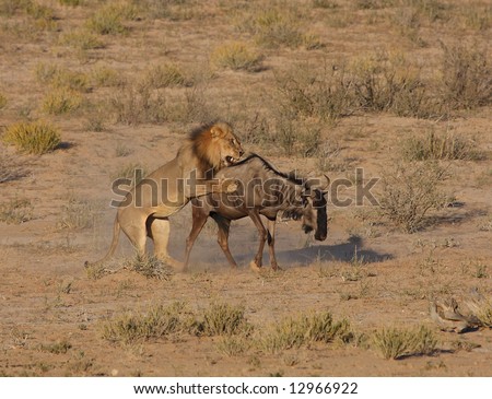 Male african lion hunting down a blue wildebeest