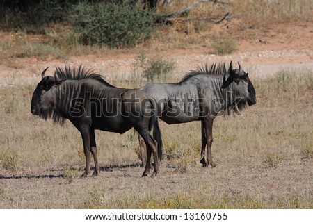 two blue wildebeest standing back to back