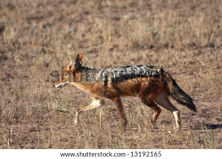 Black backed jackal running through short grass in Kalahari