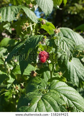 The shrub of raspberries