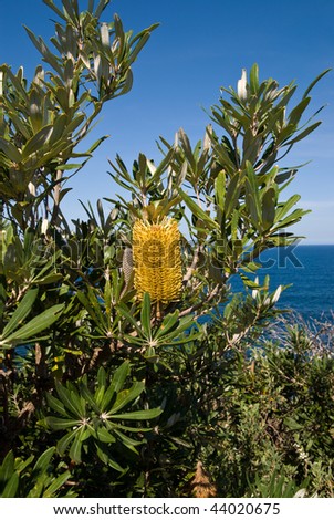 Single yellow banksia flower with ocean in background