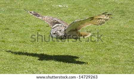 a low flying eagle owl