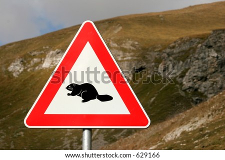Watch out - Marmots! Dangerous wild animals in the Swiss alps :-)