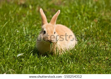 Pet rabbit (Oryctolagus cuniculus)
