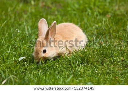 Pet rabbit (Oryctolagus cuniculus)