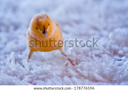 Domestic Canary (Serinus canaria domestica)