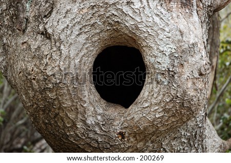 Tree trunk with hollow black hole.