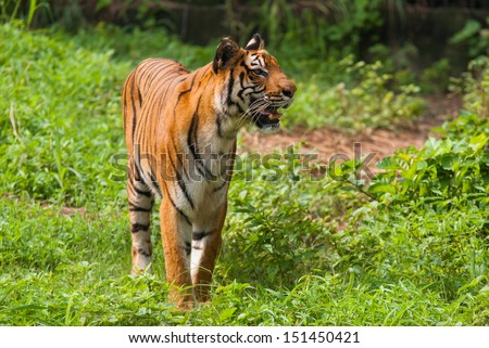 Royal bengal tiger. Sundarban National Park. India