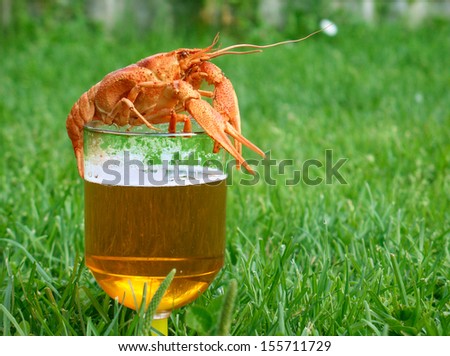 Beer with crayfish in green grass