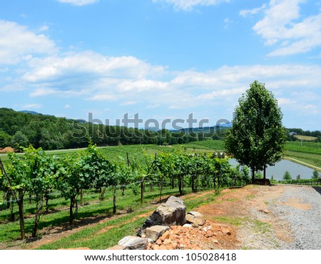 Vineyards of North Georgia, USA, wine country.