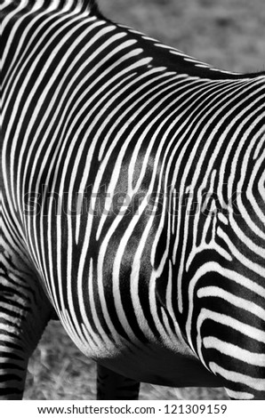 Monochrome image of black and white Zebra Stripes.