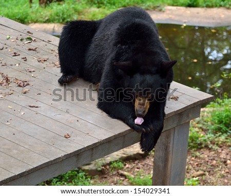 American Black Bear licking it\'s paw
