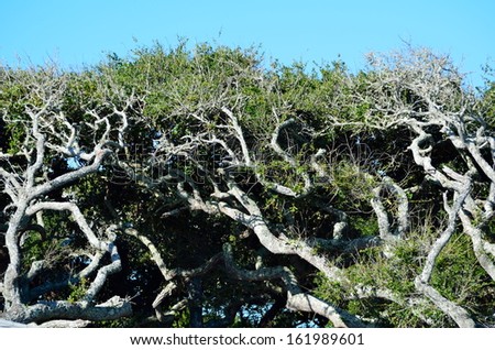Hammock trees at  St. Augustine, Florida