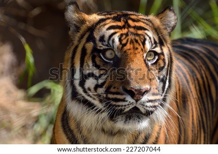 Sumatran Tiger at animal reserve