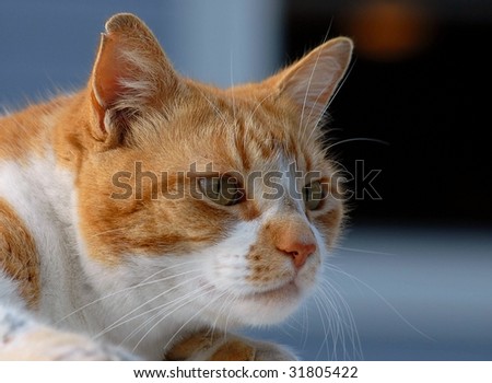 outdoor cat with wounded ear