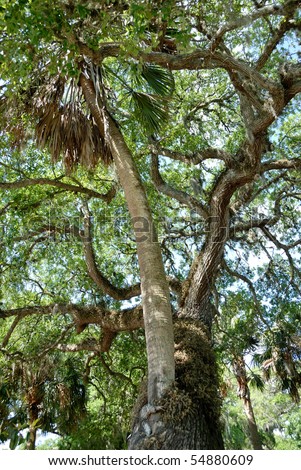 Famous love tree Saint Augustine Florida. Palm  tree has grown through the center of a live oak tree.