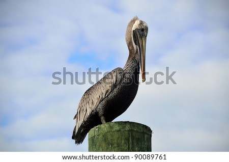 Brown Pelican on a piling St. Augustine, Florida, USA.