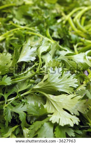 Close up of fresh green coriander leaves