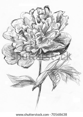 stock photo Peony flower sketch Image I have created myself with pencil