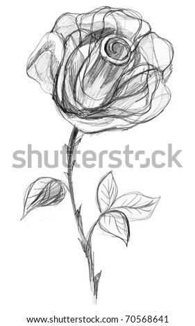 stock photo : Rose flower sketch. Image I have created myself with pencil.
