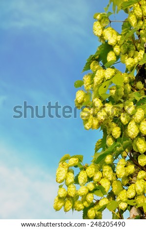 Golden hops. Clusters of ripe hops. Beer raw materials.