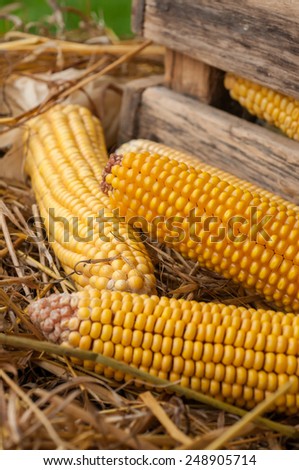Corn close-up. Corn kernels.