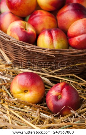 Juicy nectarines peaches on a bed of straw. Fruit in a basket.