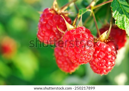 close-up of the ripe raspberry in the fruit garden