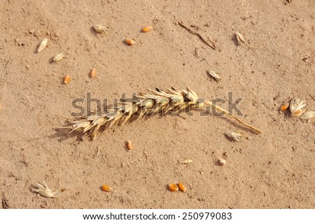 Ear of wheat and wheat grain on dry land.