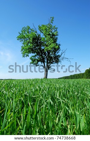 Oak in the field. Lonely tree against the blue sky.