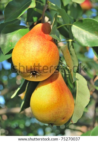 Yellow pears on the tree.