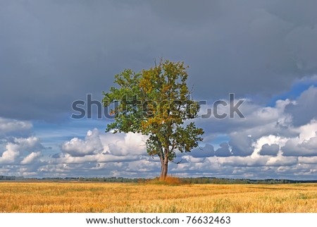 Lonely tree in a field. Oak in the background of a cloudy rainy skies. Inclement weather.