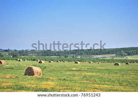 Hay. Rural landscape. Field with rolls of hay and straw. Haystack. Hay is on a roll. Harvesting. Haymaking. Forage harvesting. Straw in a roll.